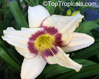 Hemerocallis sp., Daylily

Click to see full-size image