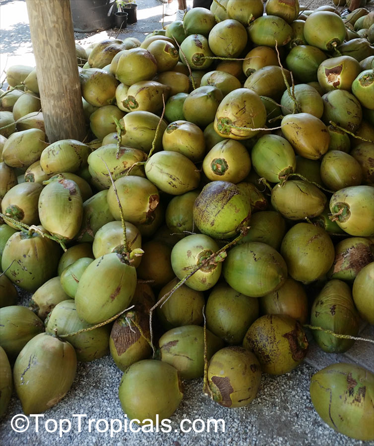 Cocos nucifera, Coconut Palm, Coco-do-baia