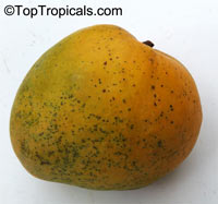 Mangifera indica, Mango

Click to see full-size image