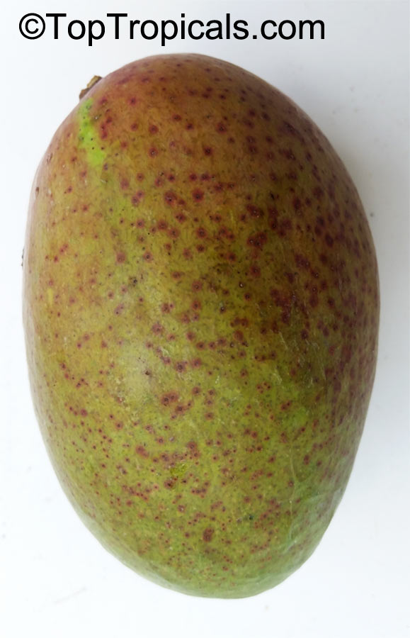 Mangifera indica, Mango. Mango Fruit Punch