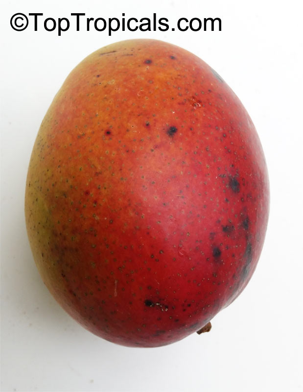 Mangifera indica, Mango. Mango Haden