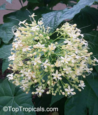 Clerodendrum paniculatum, Pagoda Flower, Orange Tower Flower, Clerodendron

Click to see full-size image