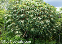 Manihot esculenta, Cassava, Manihot, Tapioca, Manioc

Click to see full-size image