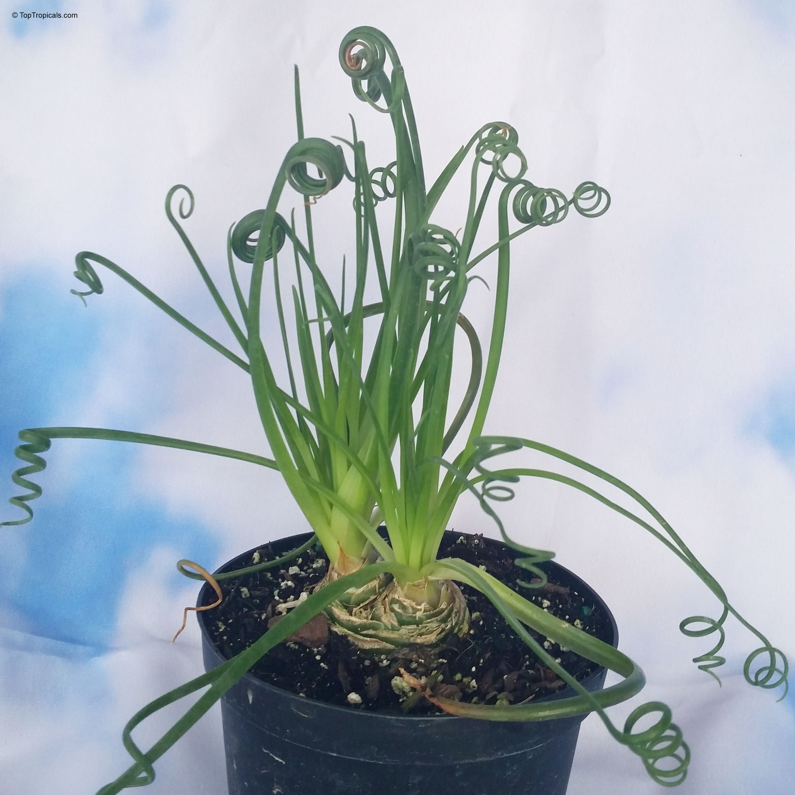 Albuca spiralis (Frizzle Sizzle) with its signature spiraling green leaves growing from a small bulb. Albuca spiralis (Frizzle Sizzle) green plant with distinct tight curly leaves in a pot.