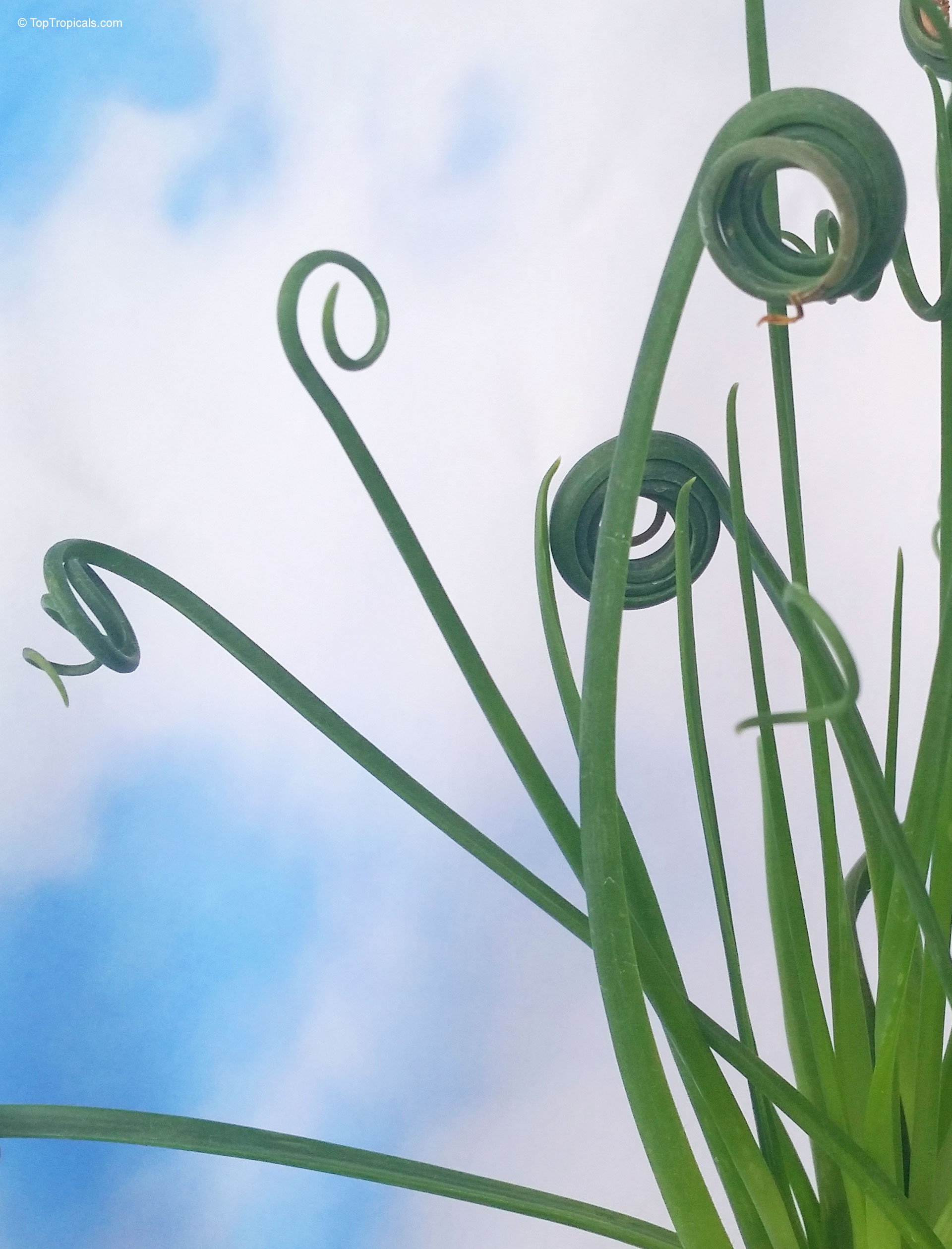 Albuca spiralis (Frizzle Sizzle) green leaves curling into tight circles against a light sky background. Albuca spiralis (Frizzle Sizzle) green leaves curling in a spiral tight close up.