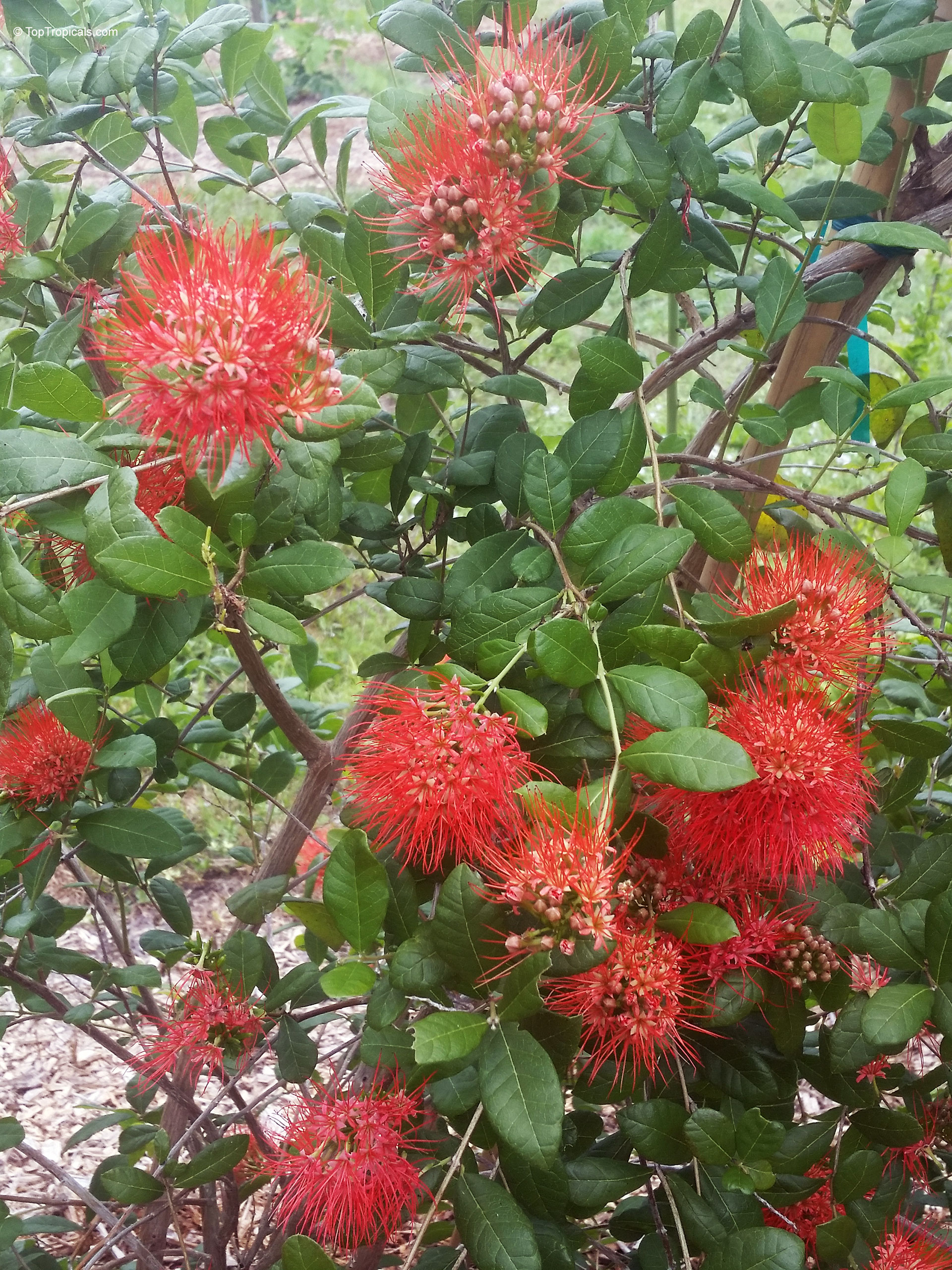 Combretum constrictum (Thailand Powderpuff) branches covered in many round red spiky flower heads. Combretum constrictum (Thailand Powderpuff) plant with vibrant red spiky flower clusters on branches.