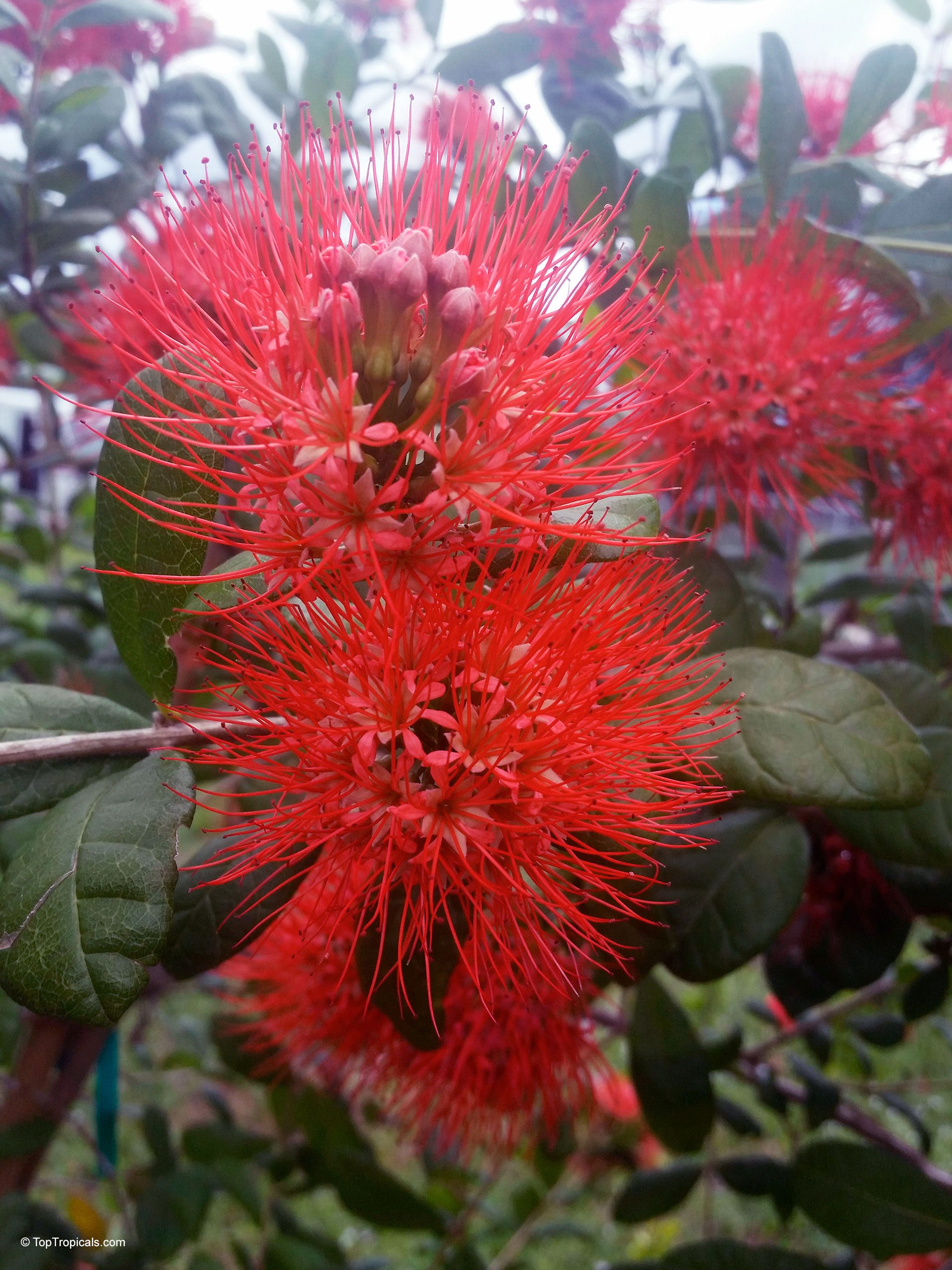 Combretum constrictum (Thailand Powderpuff) red flower with thin stamens and dark green oval leaves. Combretum constrictum (Thailand Powderpuff) red flower, close up of long stamens and deep green leaves.