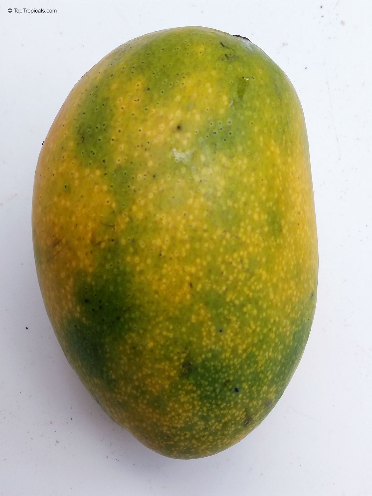 Mangifera indica, Fruit Punch Mango Mangifera indica, Fruit Punch Mango