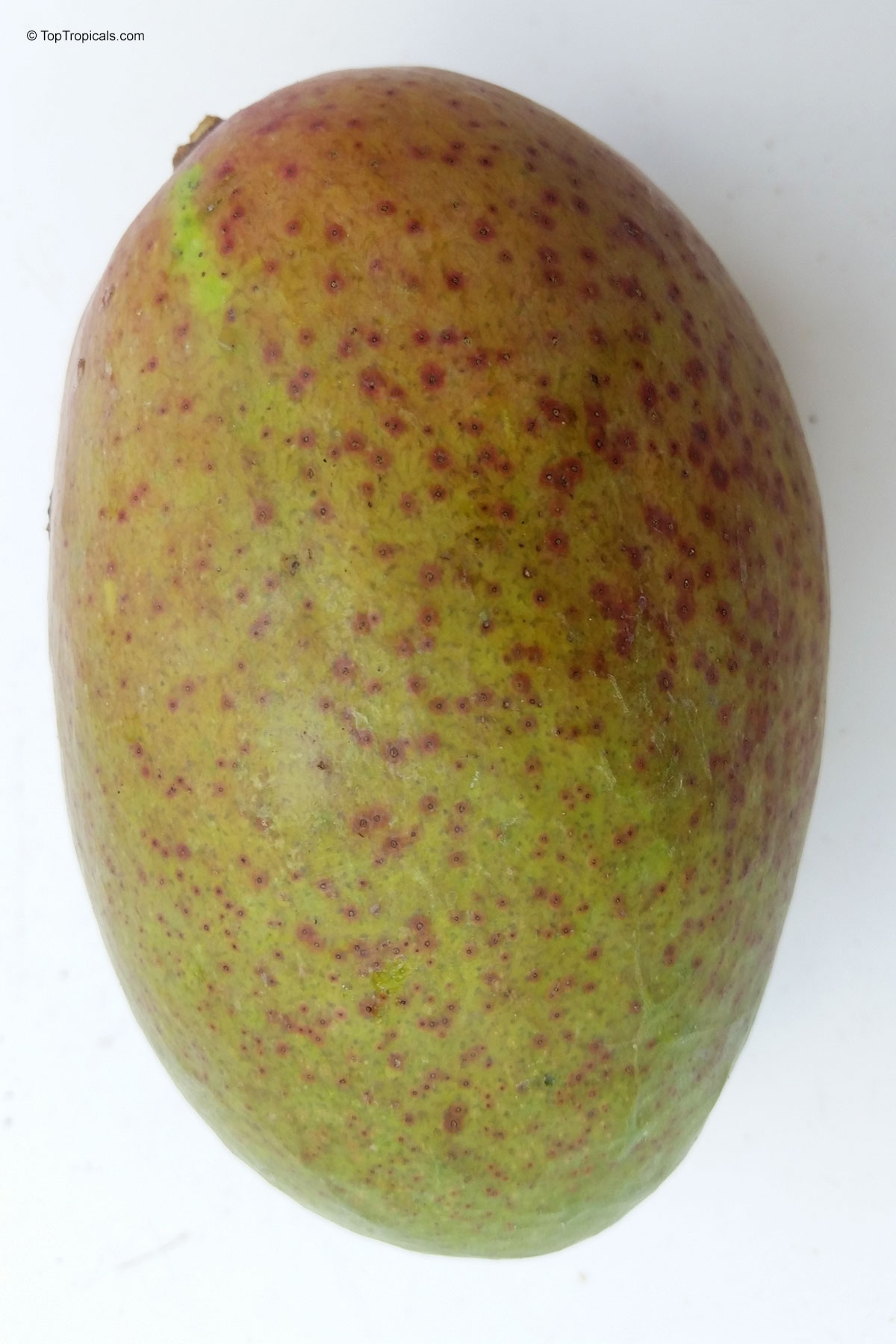 Mangifera indica, Fruit Punch Mango Mangifera indica, Fruit Punch Mango