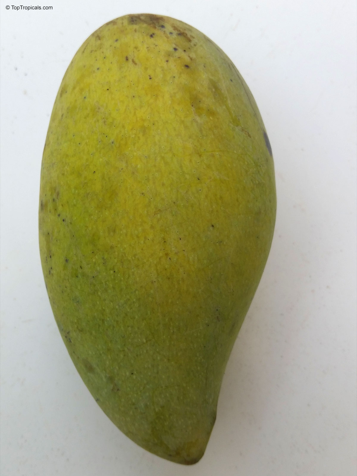 Mangifera indica, Nam Doc Mai Mango Mangifera indica, Nam Doc Mai Mango