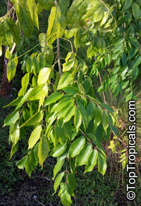 Swietenia mahagoni, West Indian Mahogany

Click to see full-size image