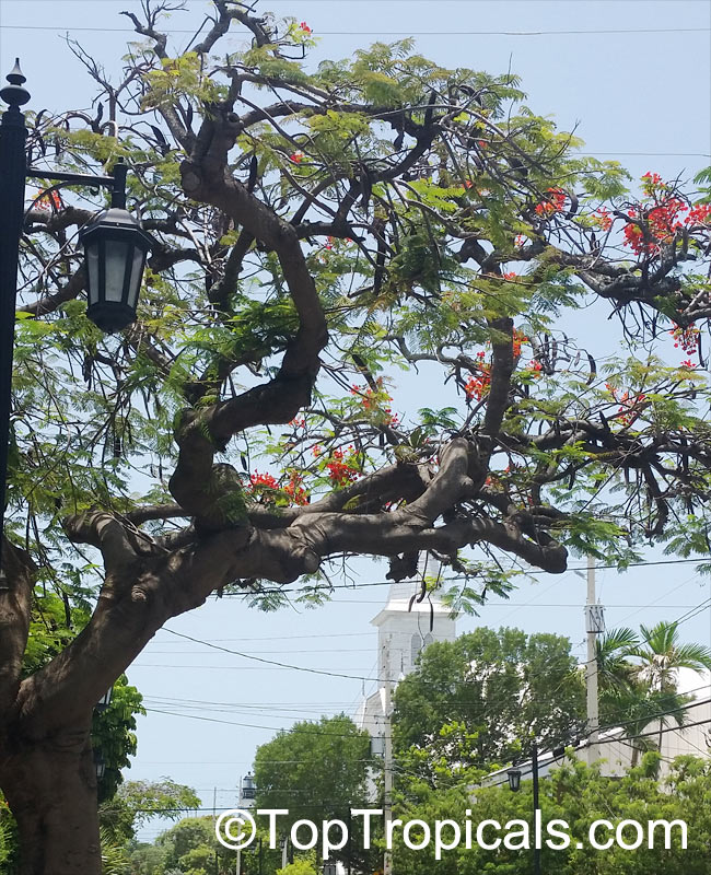 Delonix regia, Poinciana regia, Flame tree, Flamboyant, Royal poinciana, Gul Mohr, Peacock Flower