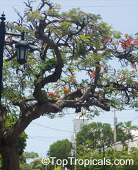 Delonix regia, Poinciana regia, Flame tree, Flamboyant, Royal poinciana, Gul Mohr, Peacock Flower

Click to see full-size image