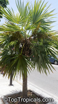 Thrinax sp., Thatch Palm

Click to see full-size image