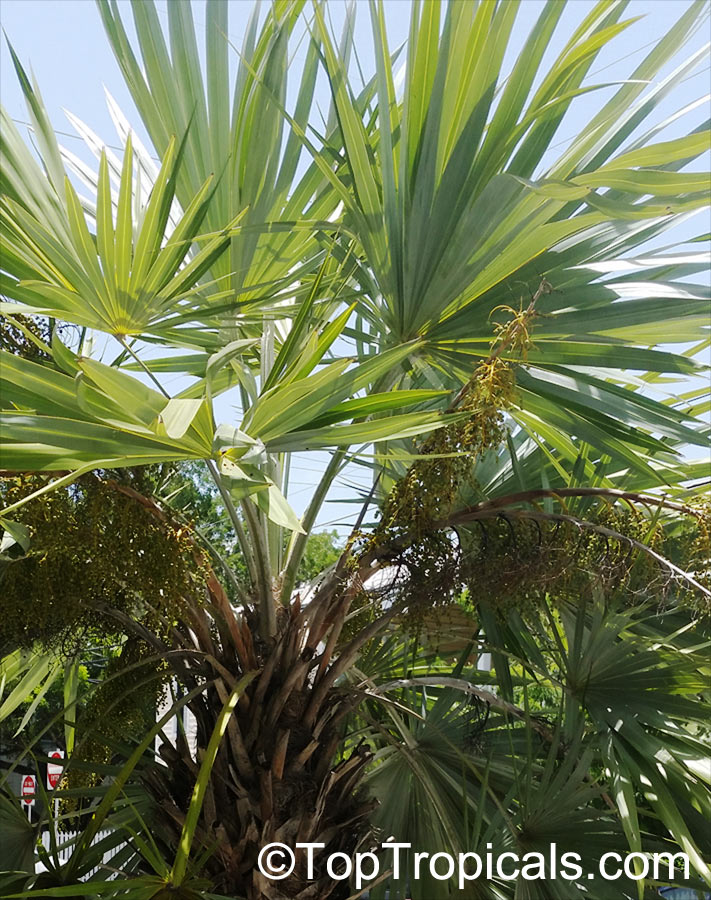 Thrinax sp., Thatch Palm