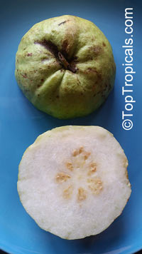 Psidium guajava, Tropical Guava, Guajava