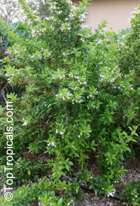 Clerodendrum heterophyllum, Clerodendrum aculeatum, Tree of little stars, Escambron, Tamourette