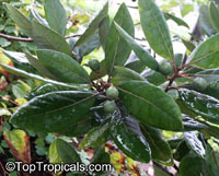 Persea borbonia, Laurus borbonia, Persea littoralis, Redbay, Florida Mahogany, Sweet Bay, Silk Bay, Laurel Tree