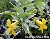 Allamanda schottii, Allamanda neriifolia , Dwarf Golden Trumpet

Click to see full-size image