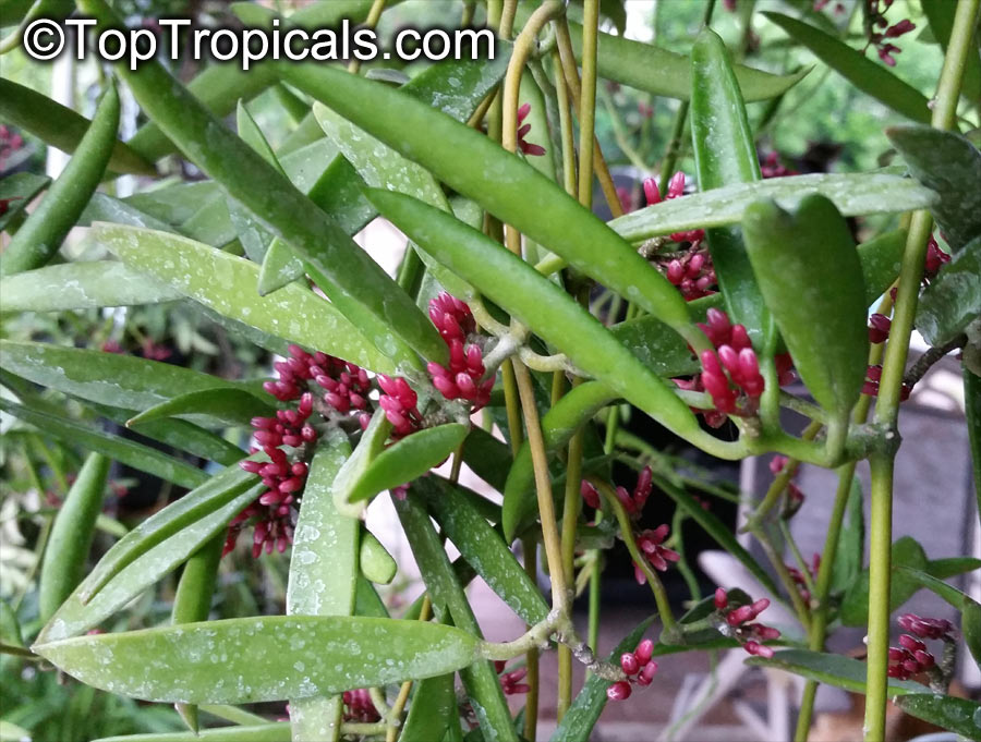 Dischidiopsis parasitica, Dischidiopsis philippinensis, Conchophyllum philippinense, Marsdenia parasitica, Fuchsia Bud, Dildo Flower