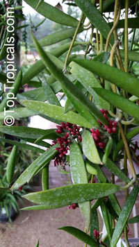Dischidiopsis parasitica, Dischidiopsis philippinensis, Conchophyllum philippinense, Marsdenia parasitica, Fuchsia Bud, Dildo Flower

Click to see full-size image