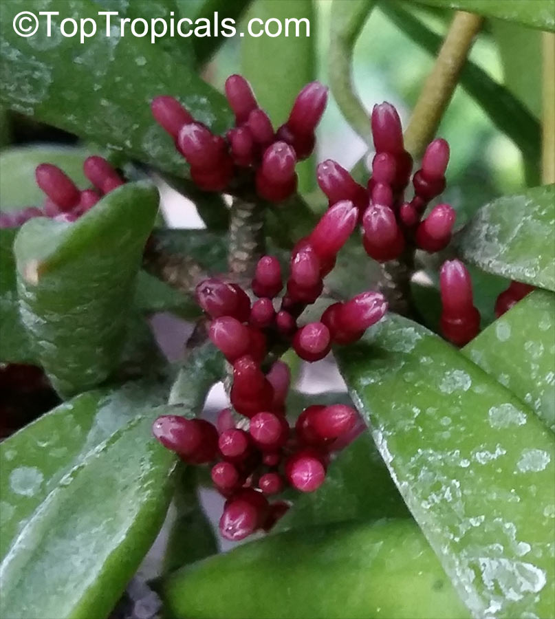 Dischidiopsis parasitica, Dischidiopsis philippinensis, Conchophyllum philippinense, Marsdenia parasitica, Fuchsia Bud, Dildo Flower