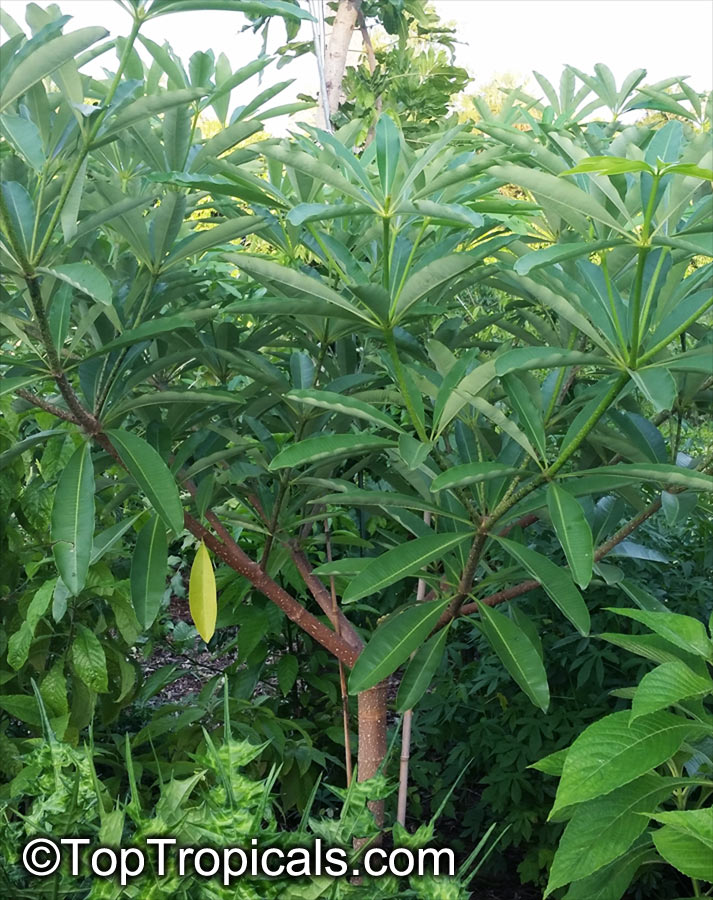 Alstonia scholaris, Devil's Tree