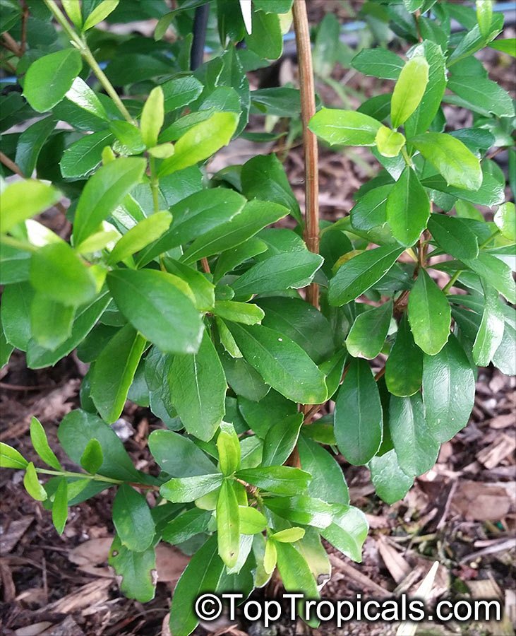 Graptophyllum excelsum, Scarlet Fuchsia, Prickly Fuchsia