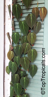 Philodendron scandens var. Micans - Velvet Leaf

Click to see full-size image