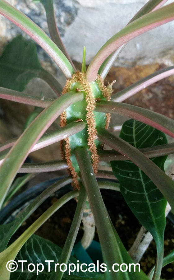 Euphorbia leuconeura, Madagascar Jewel
