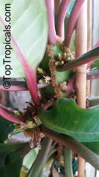 Euphorbia leuconeura, Madagascar Jewel

Click to see full-size image