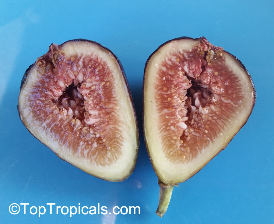 Ficus carica, Turkish Brown Fig fruit