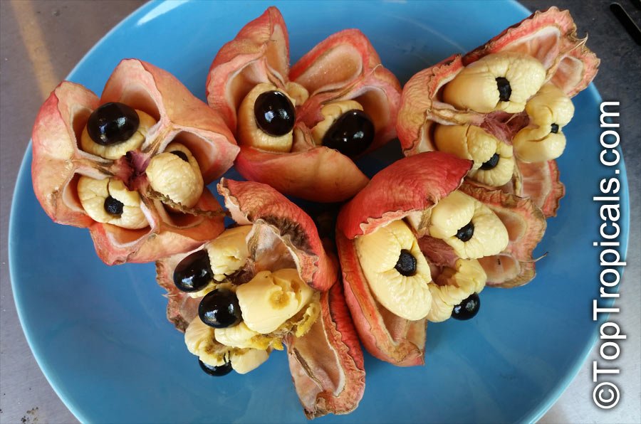 Akee fruit with pulp and seeds on a plate