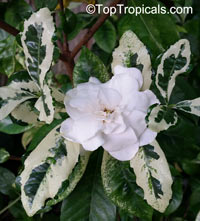 Gardenia sp. variegata, Variegated gardenia