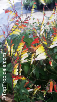 Ipomoea lobata, Ipomoea versicolor, Mina lobata, Quamoclit lobata, Firecracker vine, Spanish flag, Exotic Love

Click to see full-size image