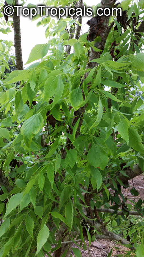 Steganotaenia araliacea, Carrot Tree