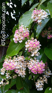 Banisteriopsis caapi, Banisteria caapi, Alicia anisopetala , Ayahuasca, Caapi, Yaje, Black Yage

Click to see full-size image