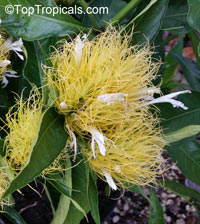 Schaueria calycotricha, Schaueria flavicoma, Justicia flavicoma, Golden Plume

Click to see full-size image