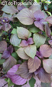 Perilla frutescens - Shiso, Shishi Herb, Beefsteak Plant

Click to see full-size image