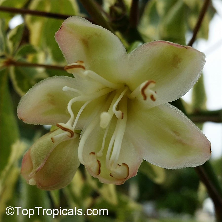 Ceiba pentandra, Kapok Tree FLOWER