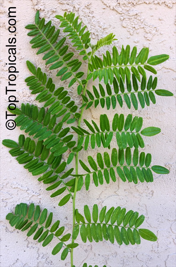 Mundulea sericea, Dalbergia sericea, Mundulea suberosa, Silver Bush, Cork Bush, Sheesham Tree