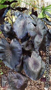 Colocasia esculenta , Black colocasia, Black Magic, Taro, Black Elephant Ear, Malanga Amarillo, Dasheen

Click to see full-size image