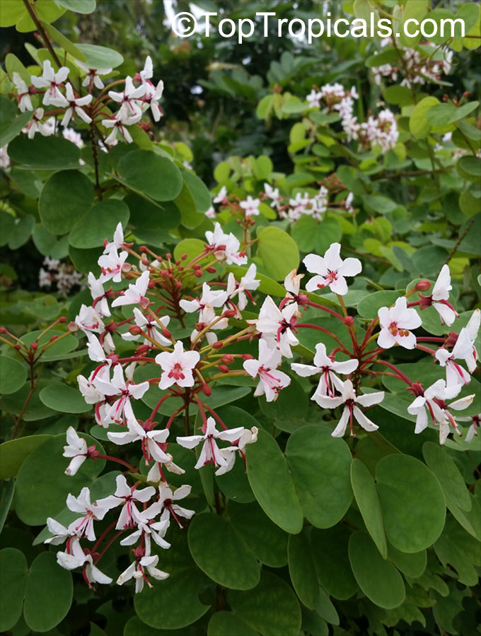Bauhinia polysperma, Bauhinia glauca subsp. tenuiflora, Bauhinia caterviflora, Bauhinia tenuiflora , Glaucous Climbing Bauhinia, Climbing Orchid Tree