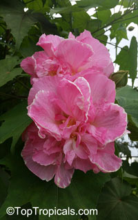 Hibiscus mutabilis, Confederate Rose, Cotton Rose, Common Rose Mallow

Click to see full-size image