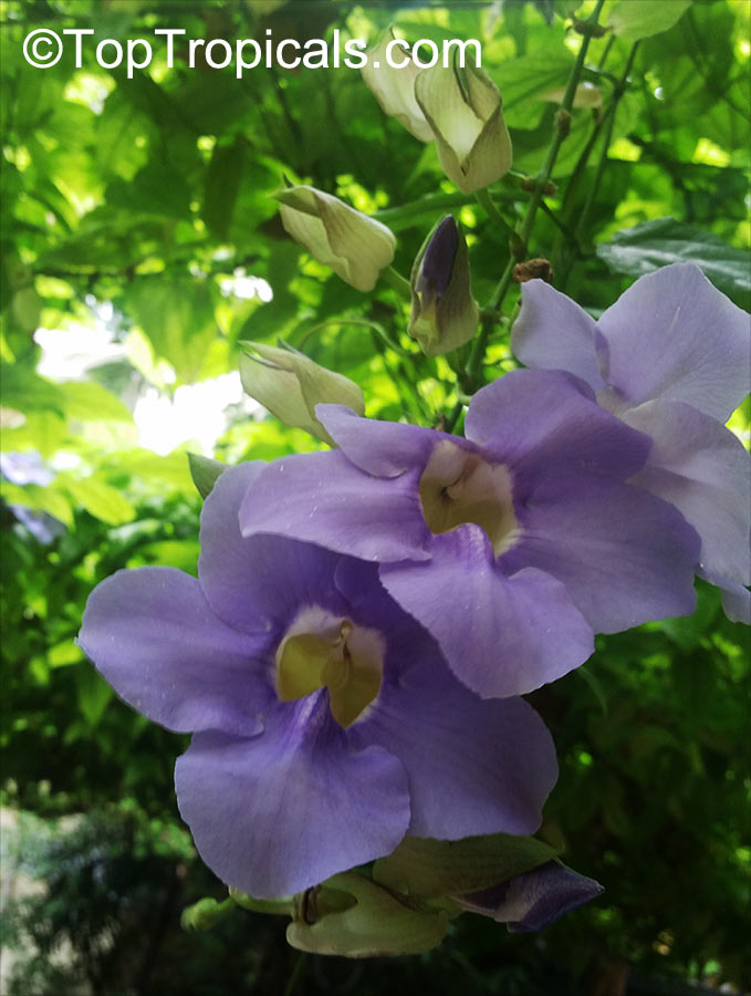 Thunbergia laurifolia, Blue Trumpet Vine, Blue Sky vine, Laurel-leaved thunbergia