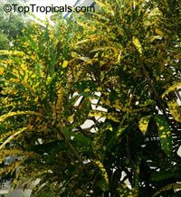 Codiaeum variegatum, Croton

Click to see full-size image