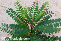 Phyllanthus pulcher, Phyllanthus pulcher

Click to see full-size image