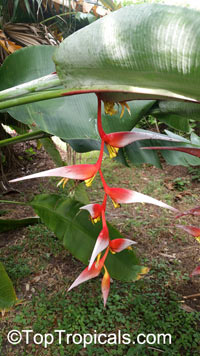Heliconia collinsiana, Bihai collinsiana, Hanging Heliconia, Platanillo

Click to see full-size image