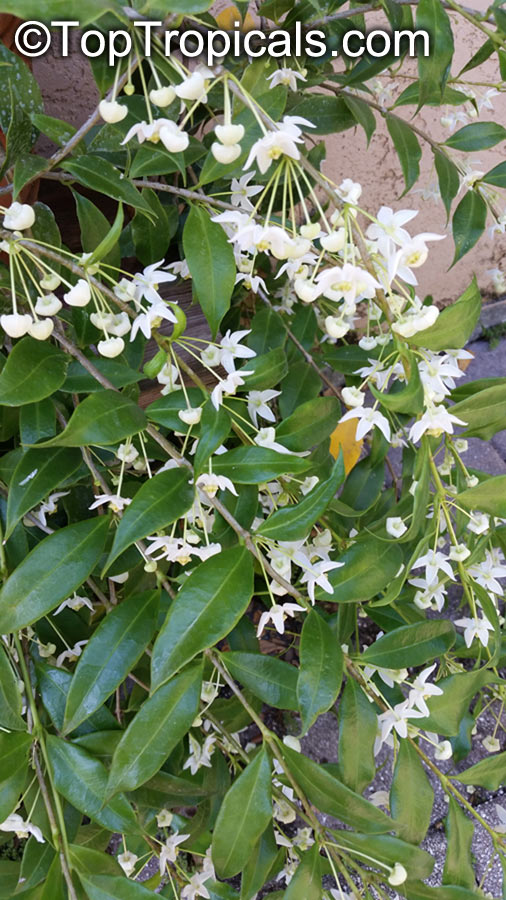 Hoya odorata - Fragrant Hoya