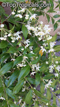 Hoya odorata, Wax plant